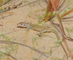 Aspidoscelis marmoratus