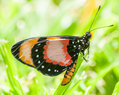 Acraea anemosa