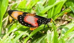 Acraea anemosa