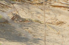 Aspidoscelis marmoratus