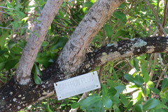 Sideroxylon celastrinum