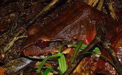 Leptodactylus knudseni