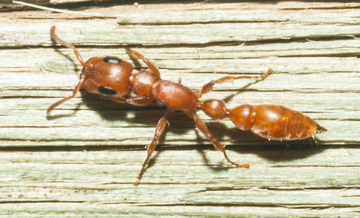 Tetraponera natalensis