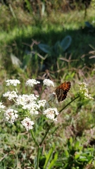 Melitaea diamina