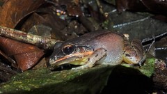 Leptodactylus mystaceus
