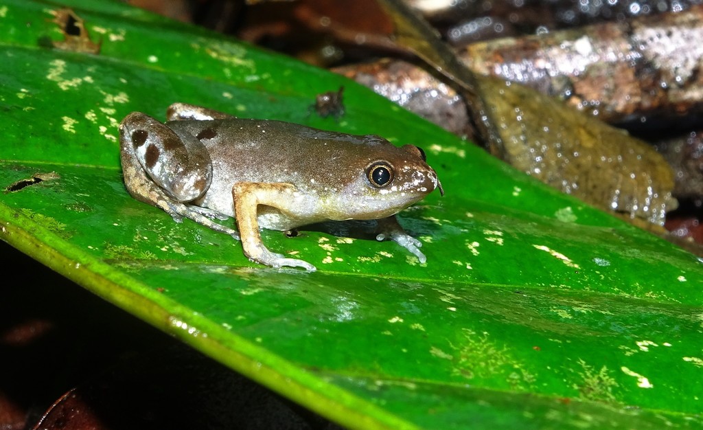 Guyana Humming Frog