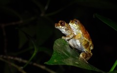 Dendropsophus counani