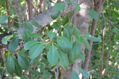 Sideroxylon celastrinum