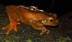 Trachycephalus coriaceus