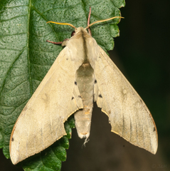 Pseudoclanis postica