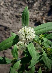 Mitracarpus megapotamicus