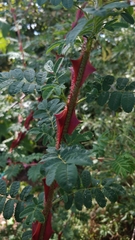 Rosa omeiensis