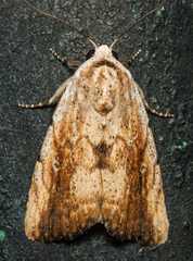 Tachosa brunnescens