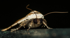 Tachosa brunnescens