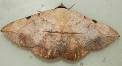 Hypopyra capensis