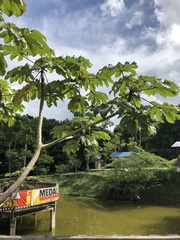 Cecropia schreberiana