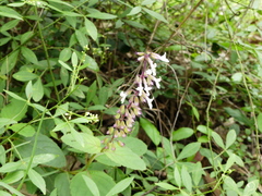 Orthosiphon thymiflorus