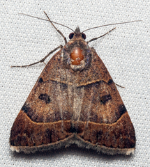 Plecopterodes moderata