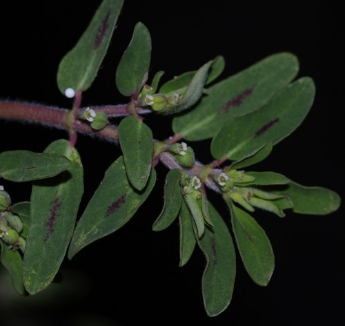 Euphorbia maculata image