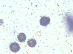 Scleroderma meridionale