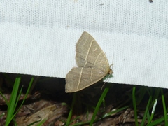 Trisateles emortualis