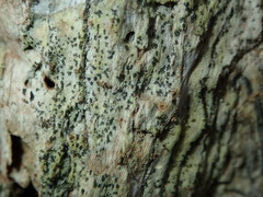 Alyxoria varia