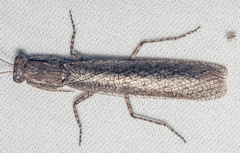Tarachodes