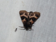 Watsonarctia deserta