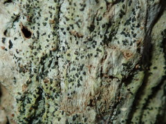 Alyxoria varia