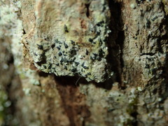 Alyxoria varia