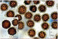 Scleroderma meridionale