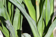 Chlorophytum capense