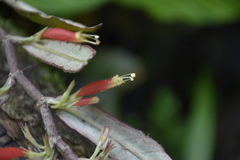 Columnea byrsina