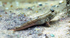Pearse's Mudskipper photo 1