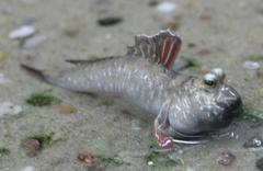 Pearse's Mudskipper photo 2