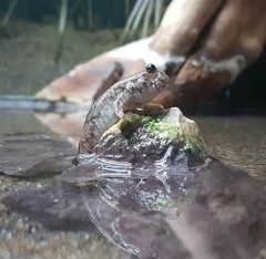 Pearse's Mudskipper photo 3