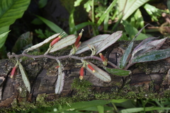 Columnea byrsina