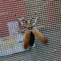 Celosterna scabrator