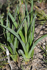 Chlorophytum capense