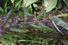 Columnea byrsina
