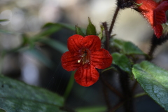 Kohleria inaequalis