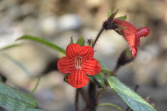 Kohleria inaequalis