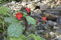 Kohleria inaequalis