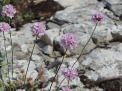 Armeria saviana