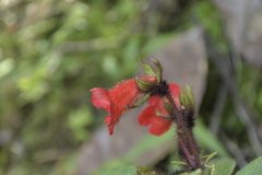 Kohleria inaequalis