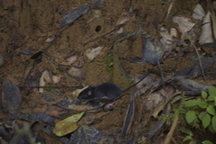 Heteromys australis