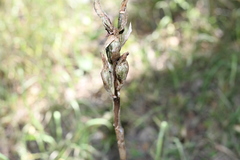 Chloraea membranacea