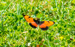 Acraea anemosa