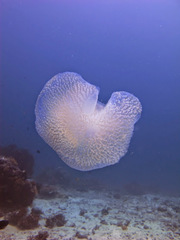 Kolpophorae