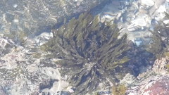Dictyota kunthii